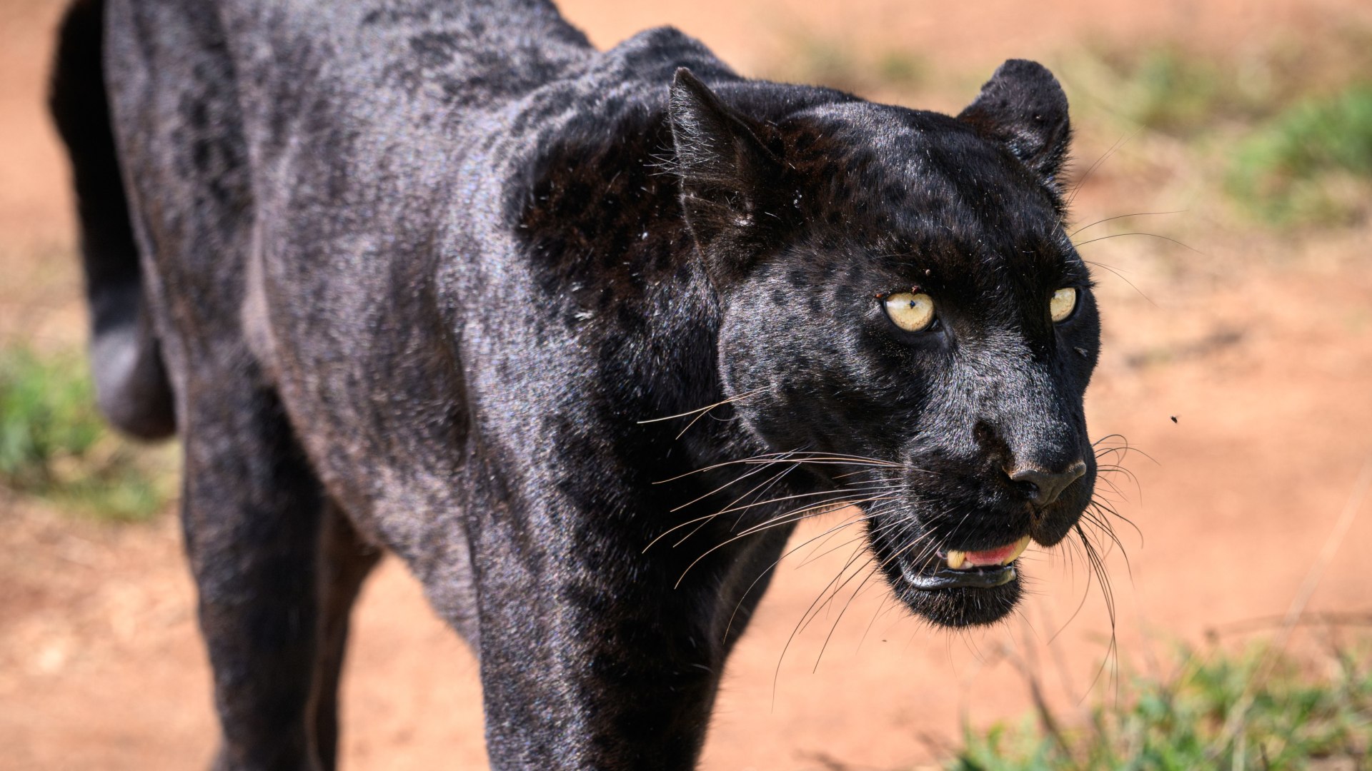Der schwarze Leopard von Kenia