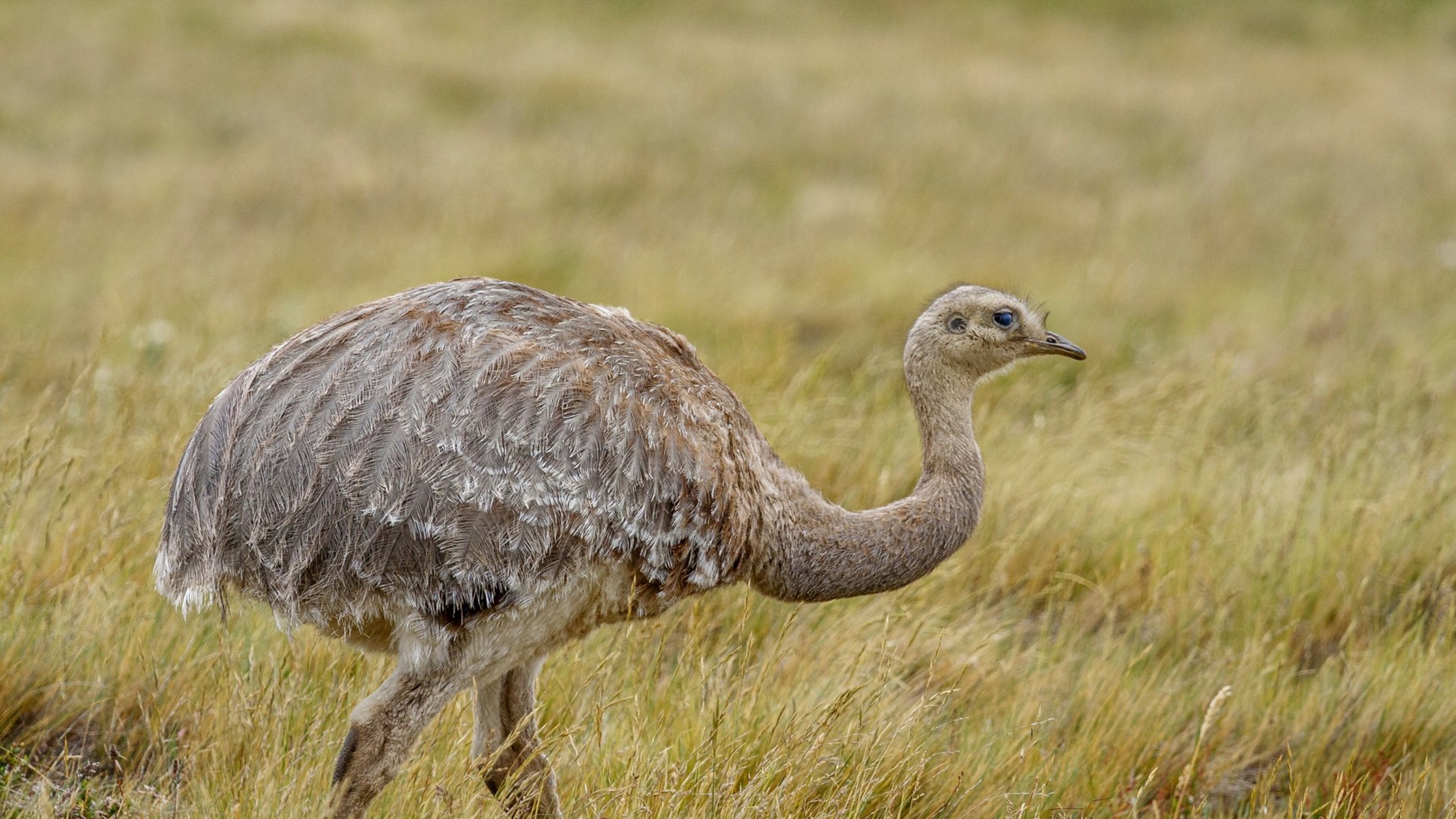 Auf wilden Pfaden durch das Land am Ende der Welt