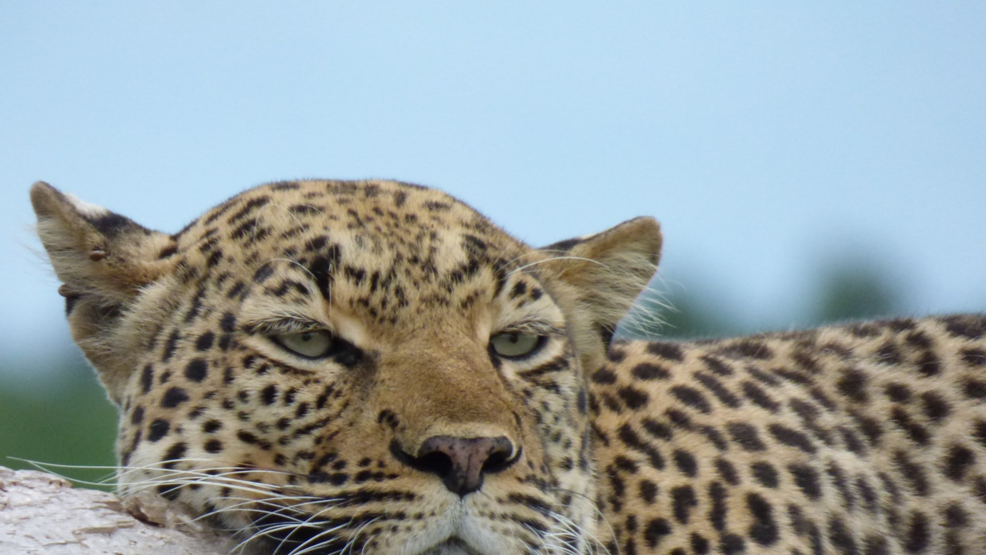 Leopard im Queen Elisabeth Nationalpark
