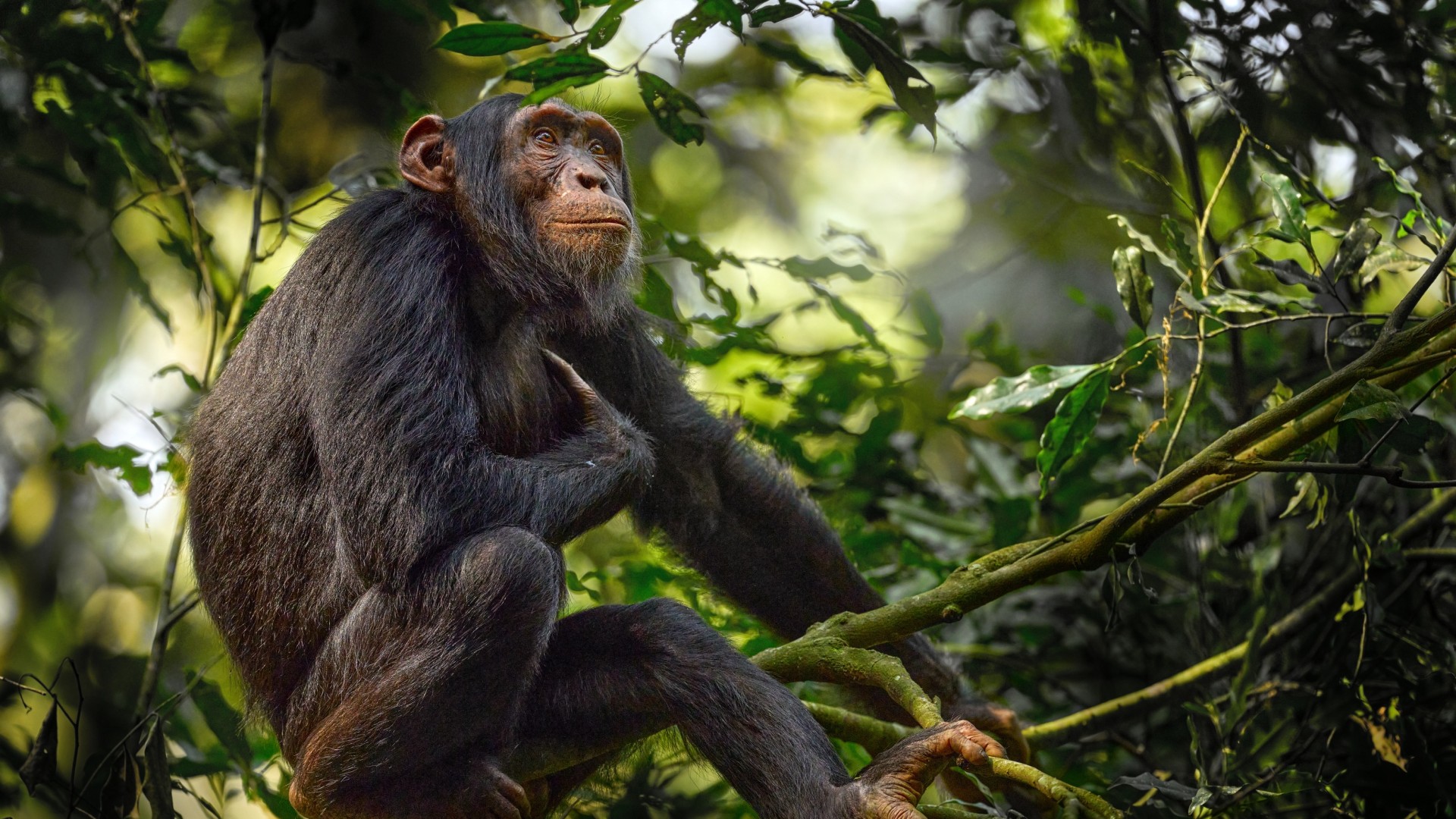 Schimpansen am Tanganjikasee & Rote Colobusaffen auf Sansibar