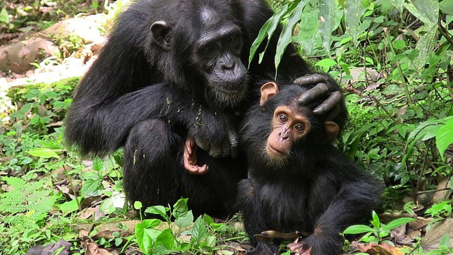 Große Uganda Rundreise in Kleingruppe