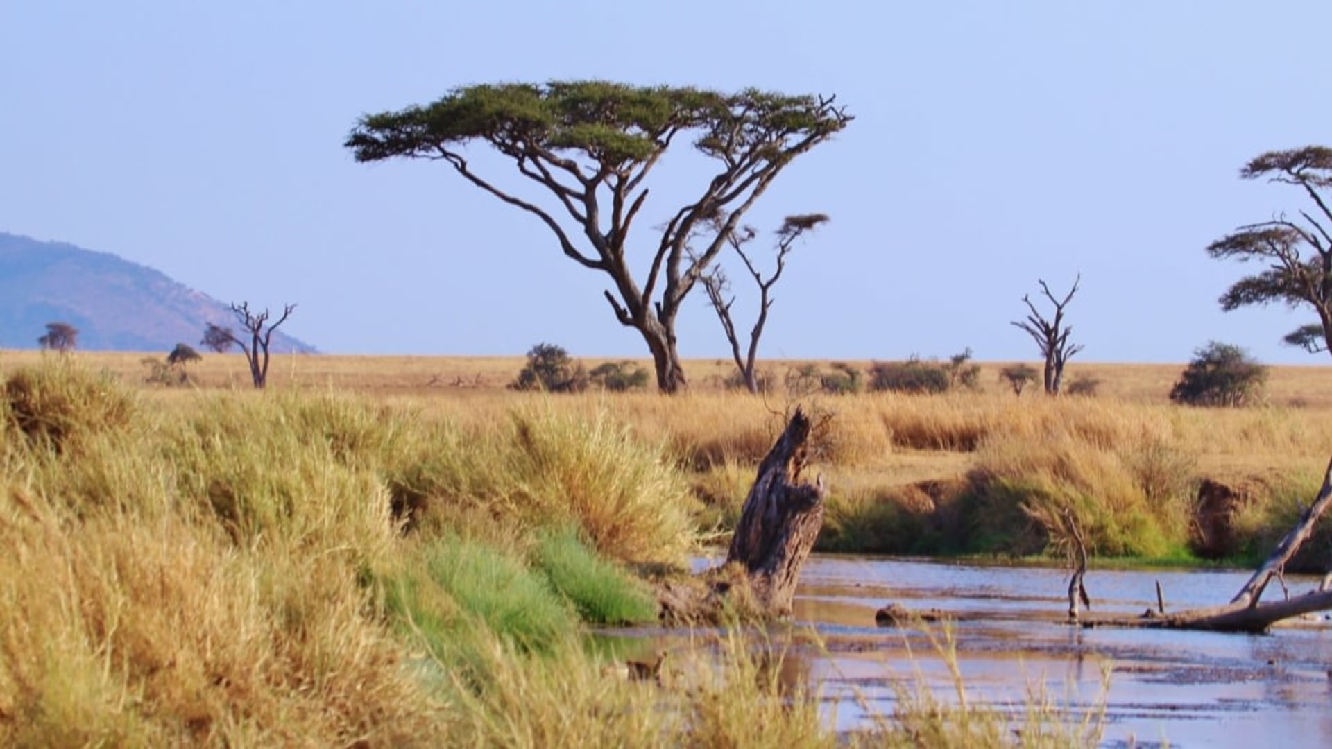 Serengeti Tansania