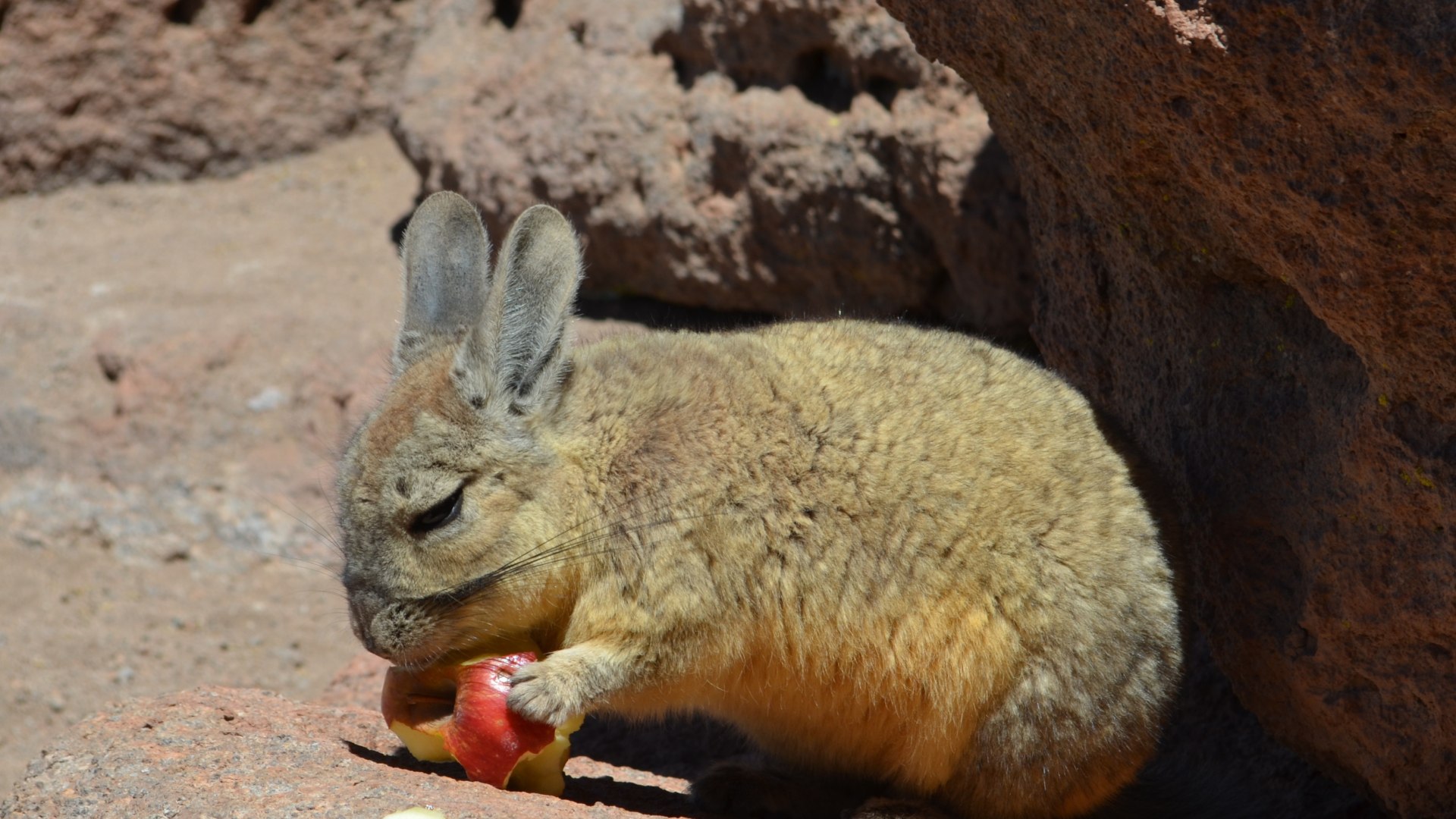 Trekkingabenteuer in den bolivianischen Anden