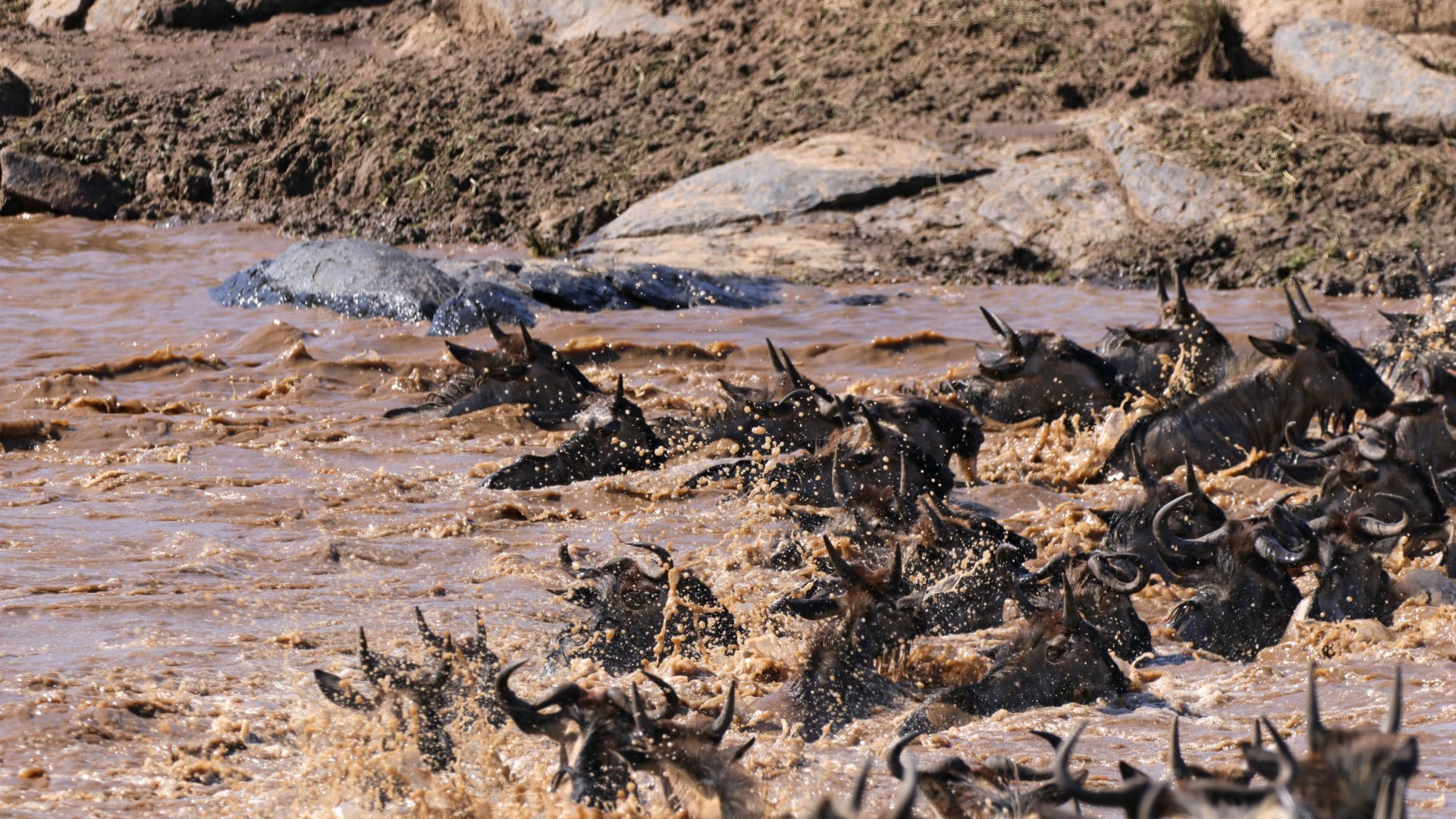 River crossing Masai Mara Kenia