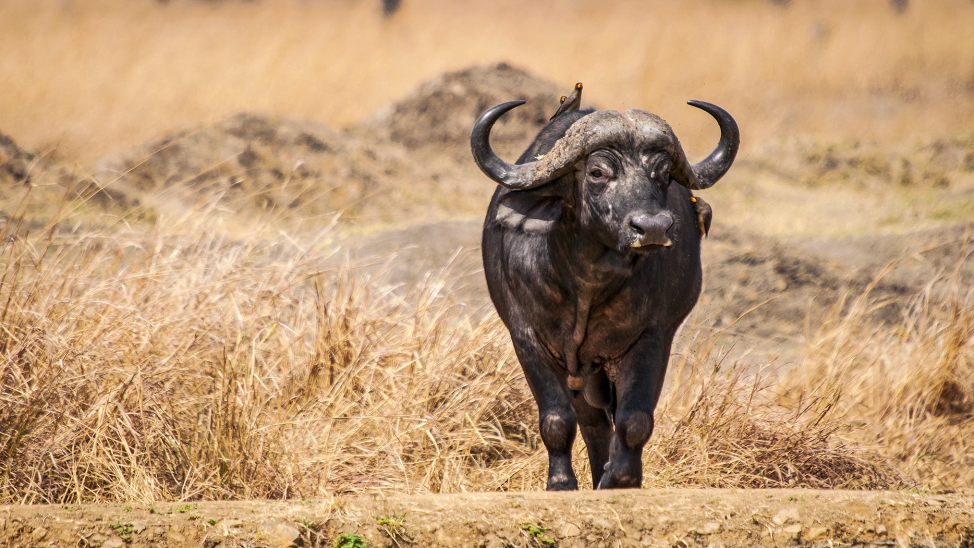 Kenias Nationalparks & Strand