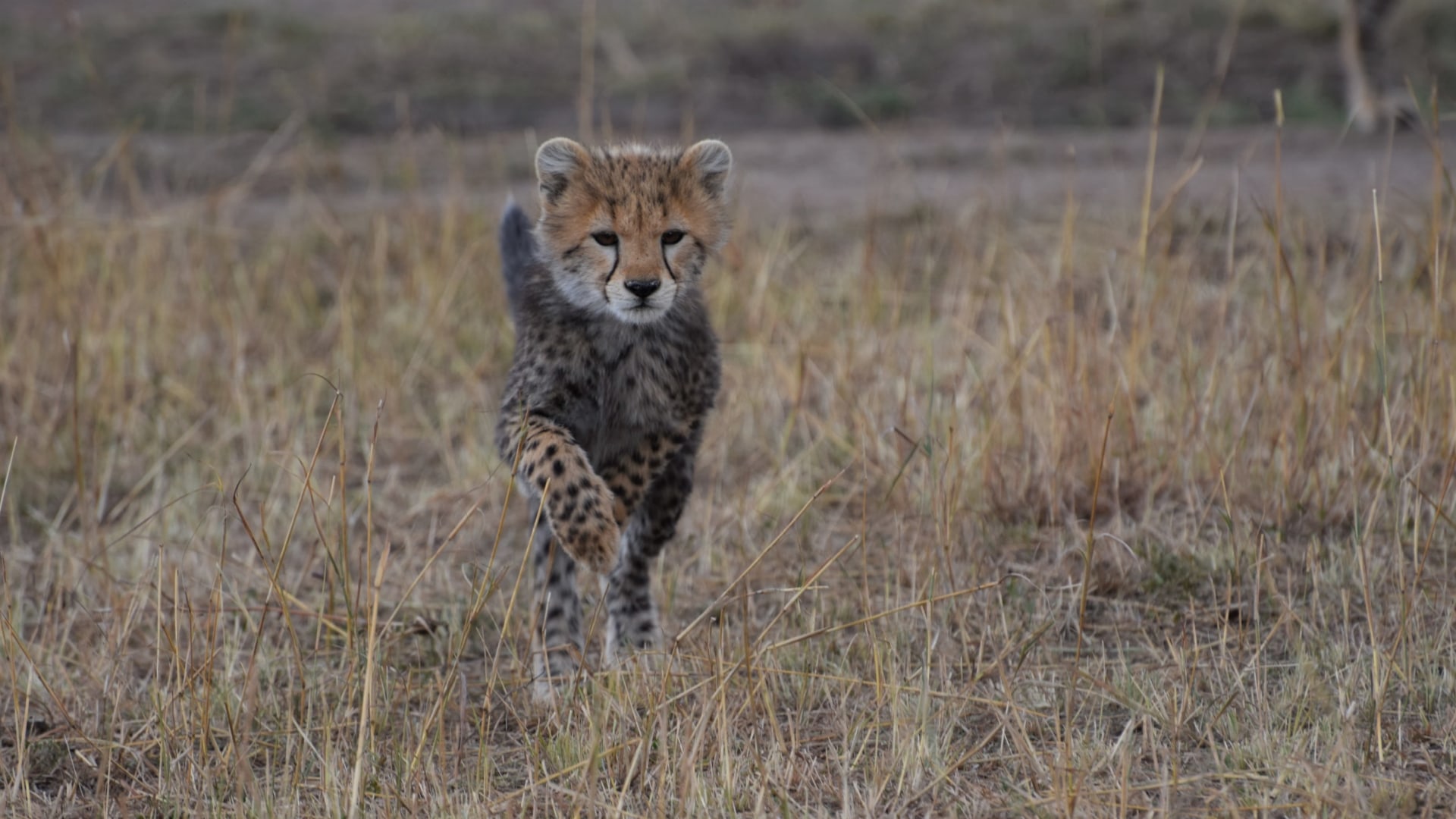 Kenias Nationalparks & Strand