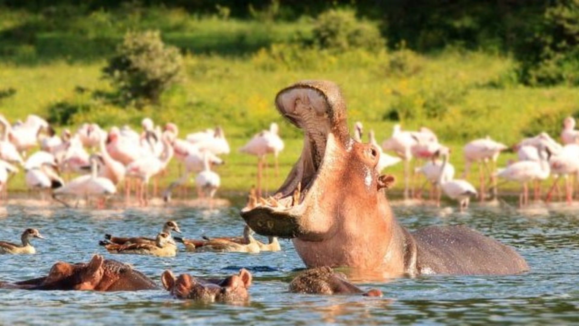 Hippo im Lake Naivasha