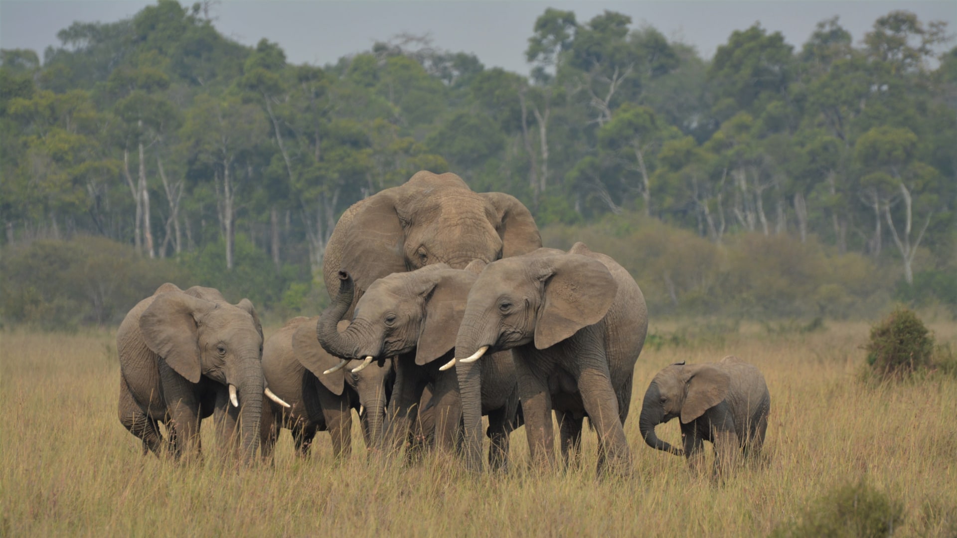 Kenias Nationalparks & Strand