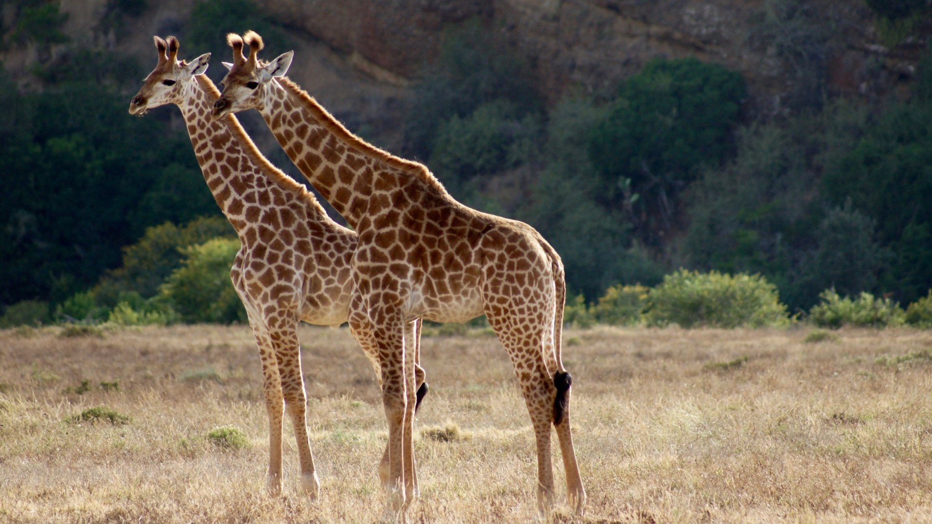 Giraffen im Addo-Elefantenpark