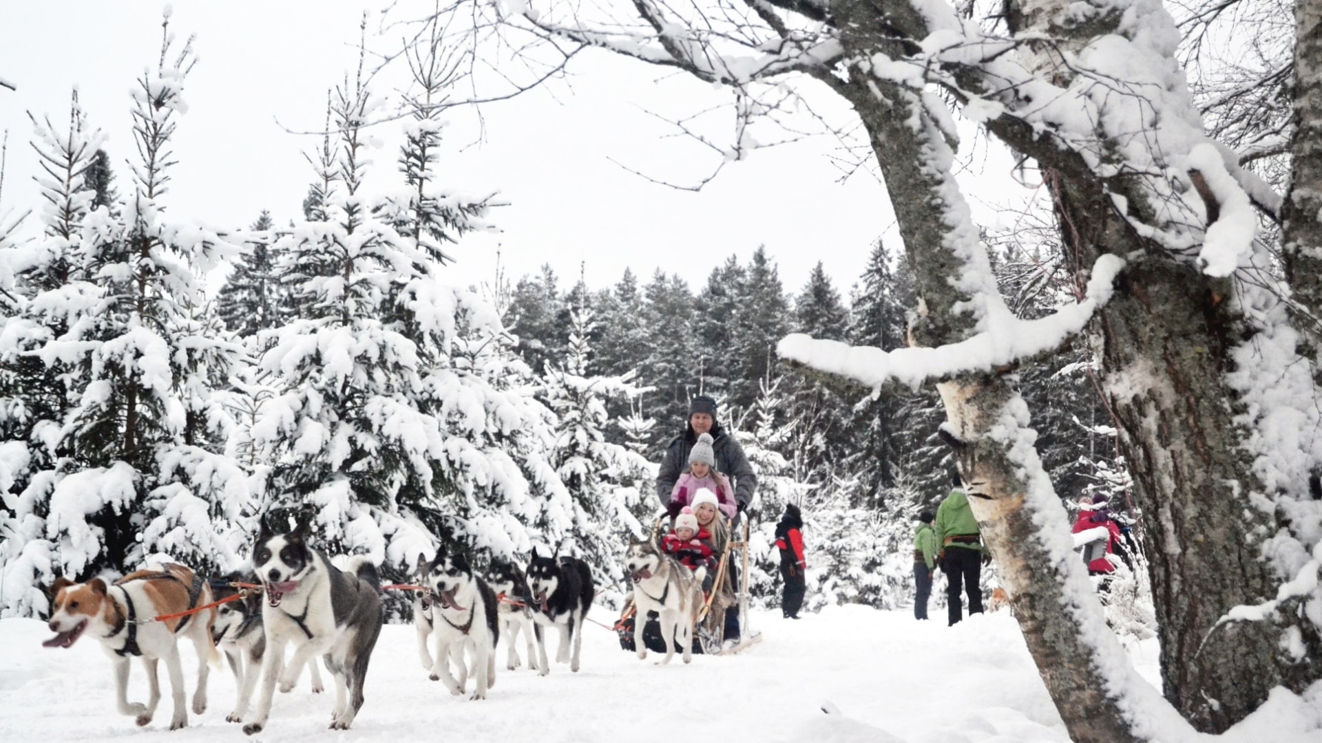 Hundeschlitten im Tiefschnee