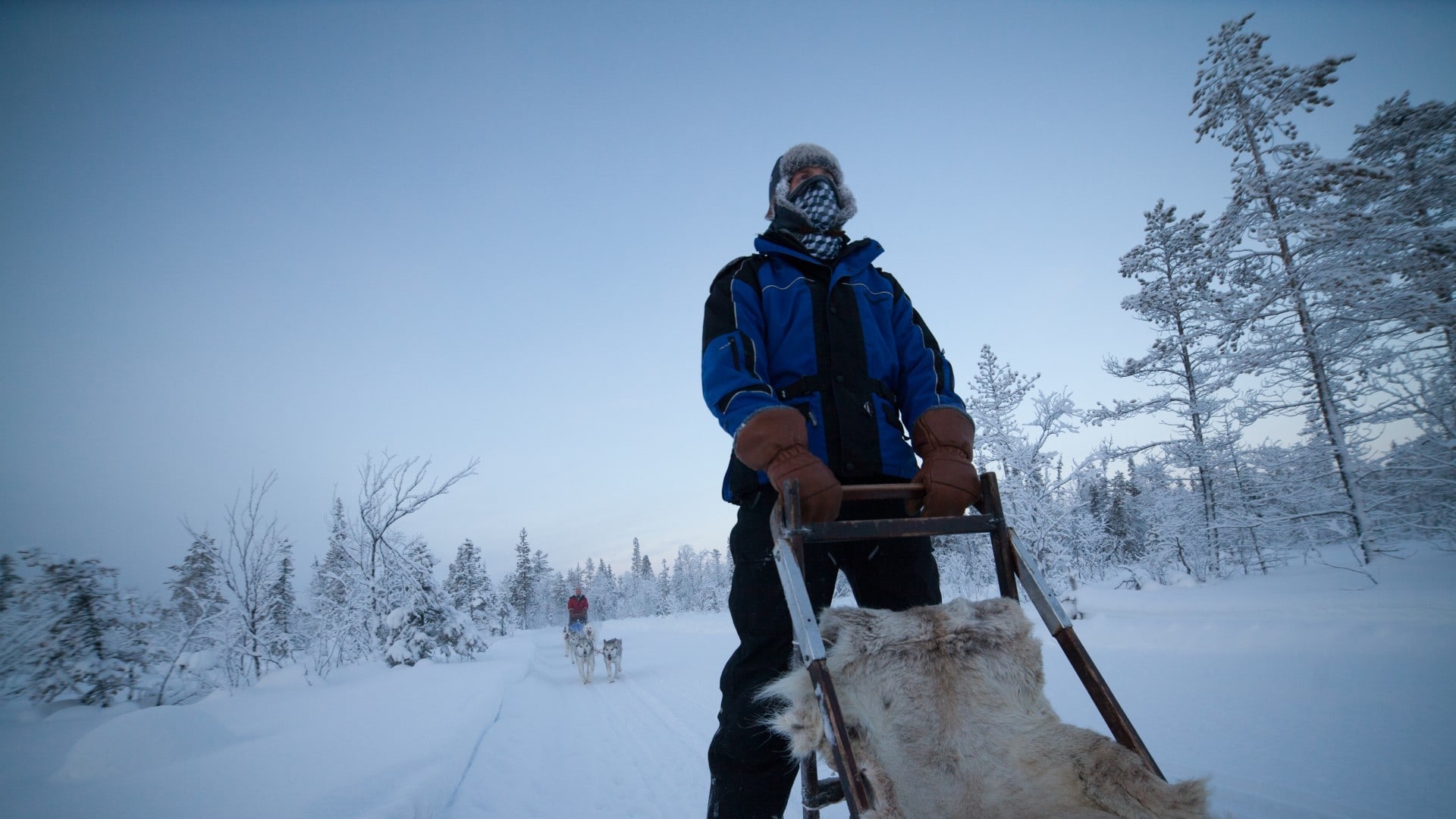 Musher mit Huskygespann