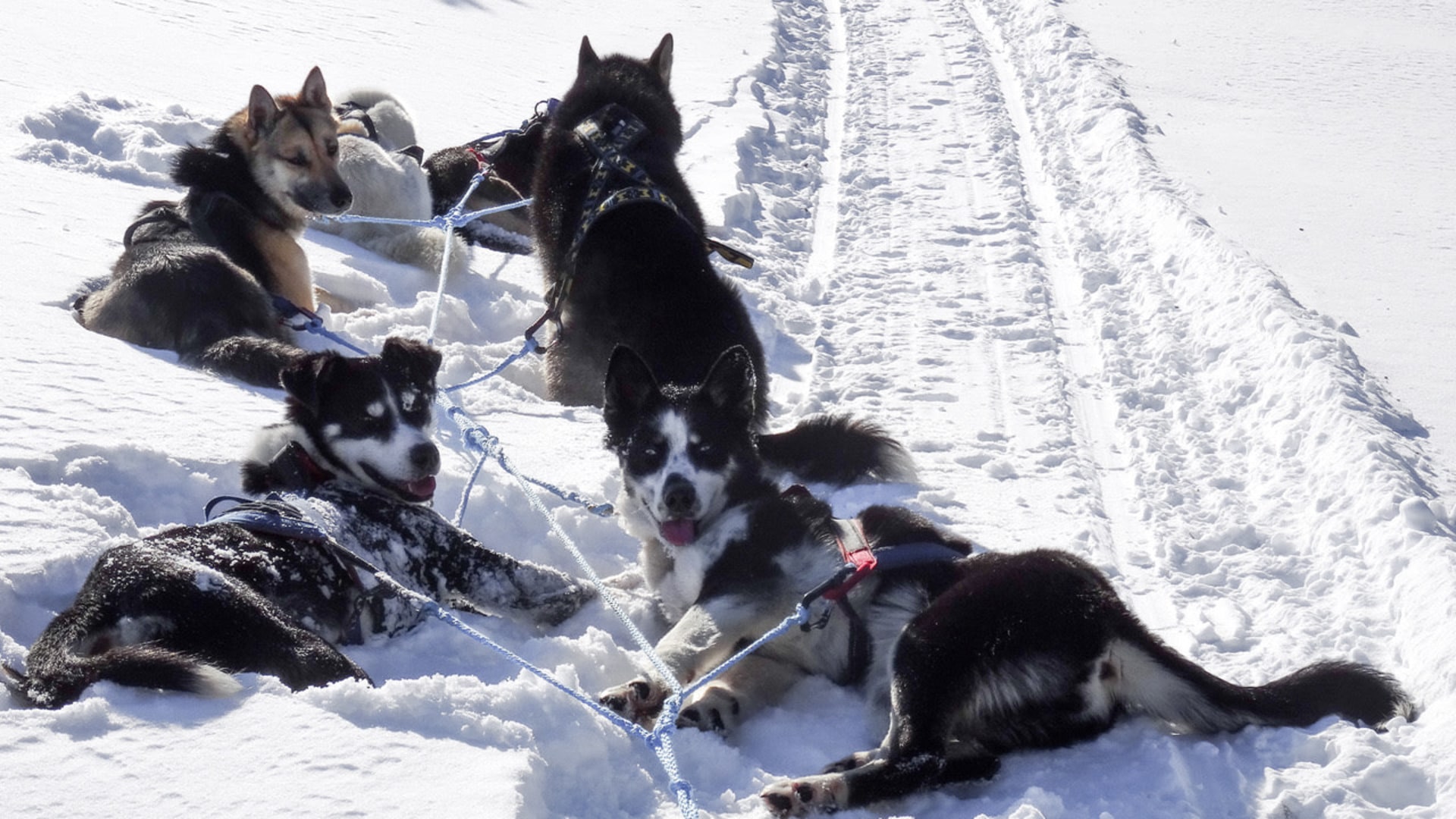 Alaskan Huskys bei der Verschnaufspause