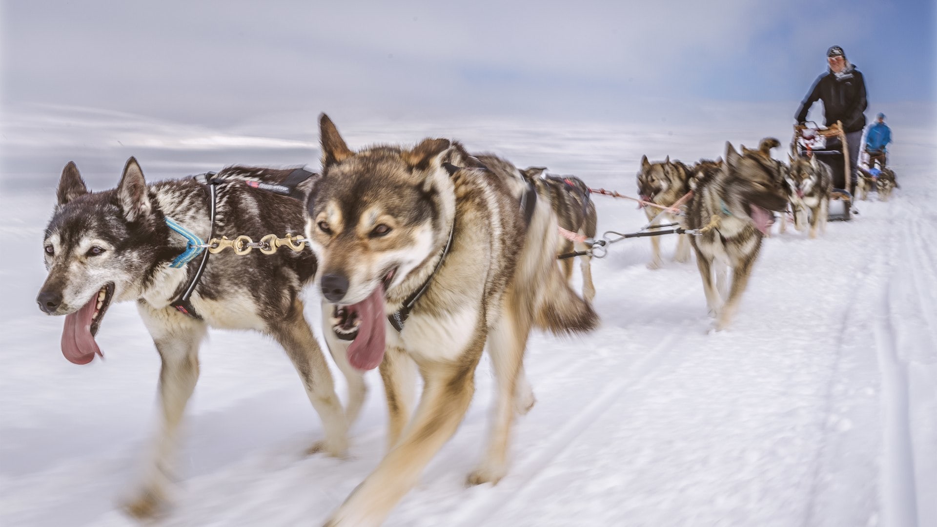Huskys in voller Fahrt