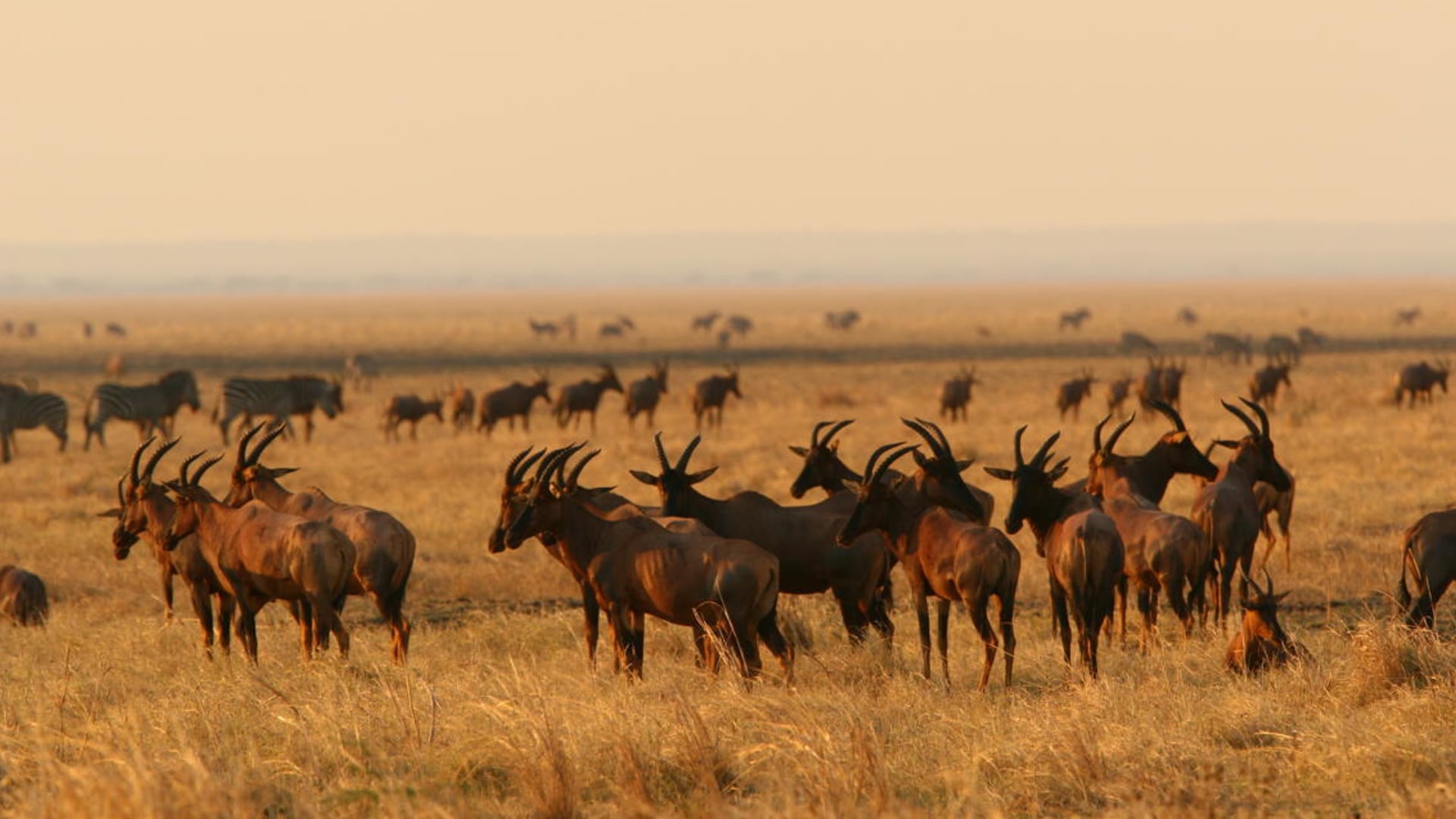 Wildtiere auf einer Safari in Tansania