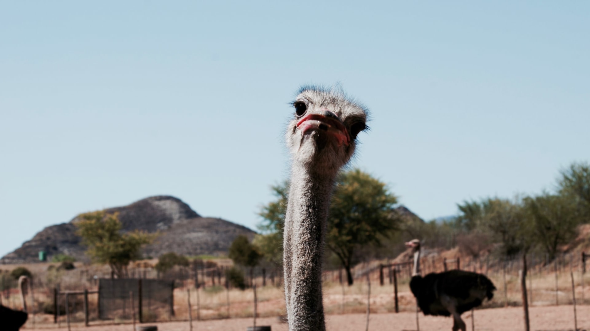 Gugst Du in Oudtshoorn