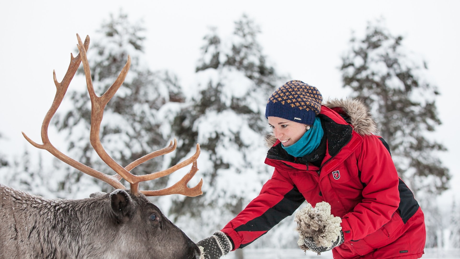 Rentier Fütterung Finnland
