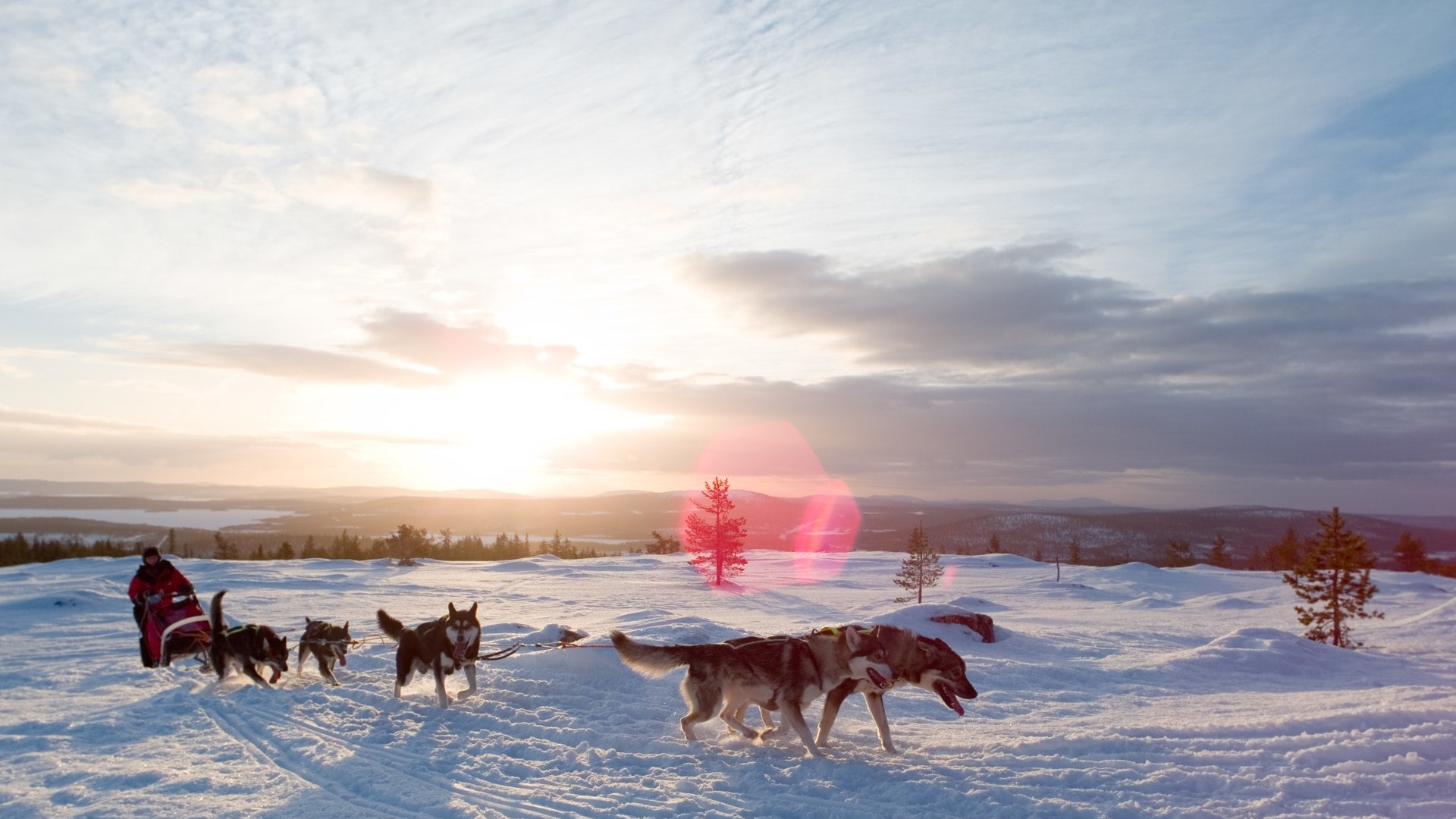 Schlittenhunde in Finnland