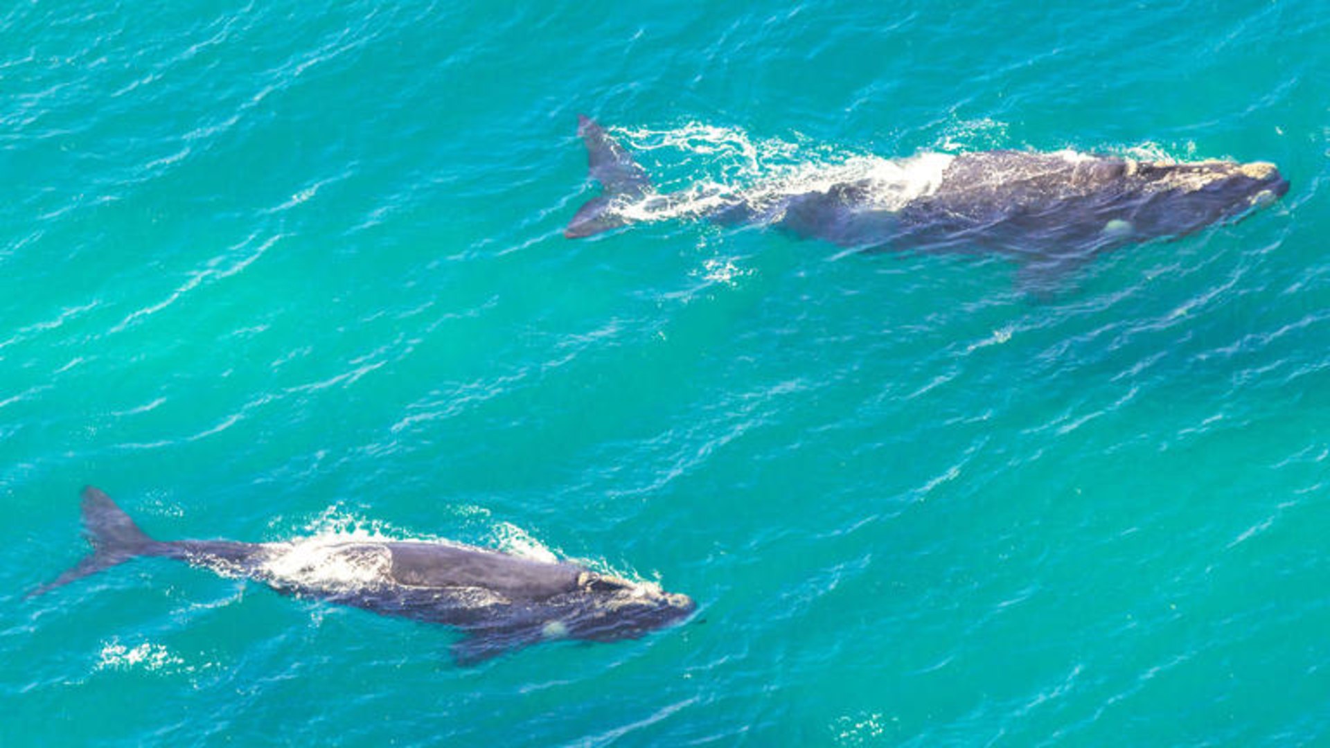 Südafrika - Entlang der Garden Route zu den Big Five