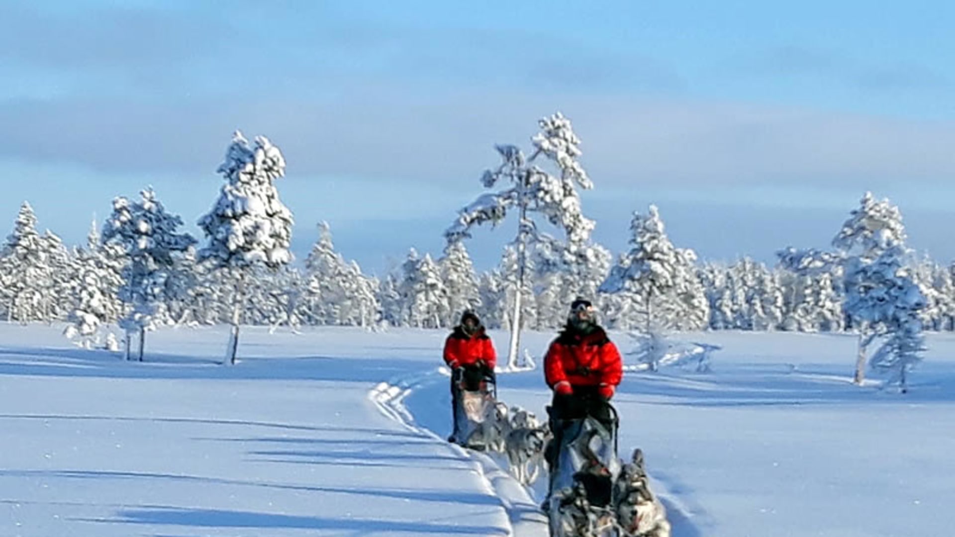 Schlittenhunde in Schweden