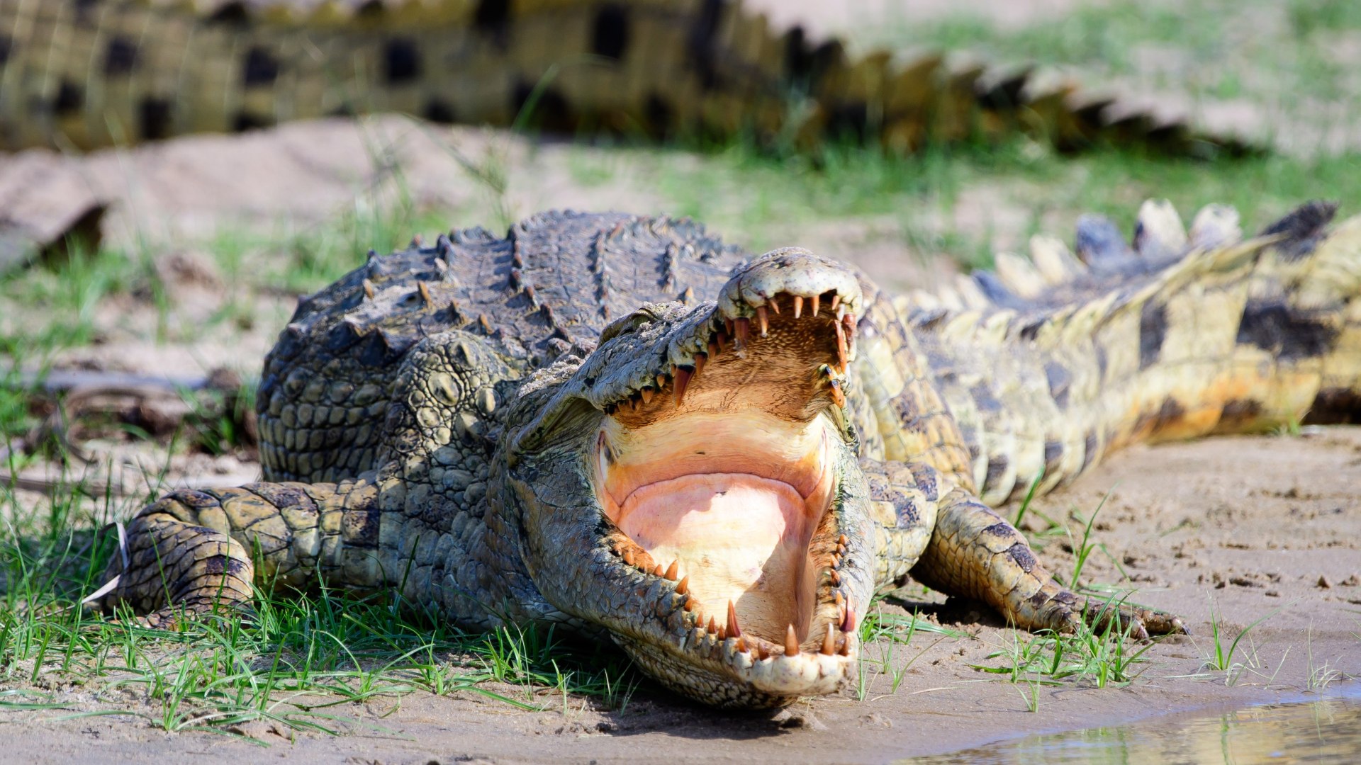 In Kleingruppe durch Tansanias berühmte Safariparks 