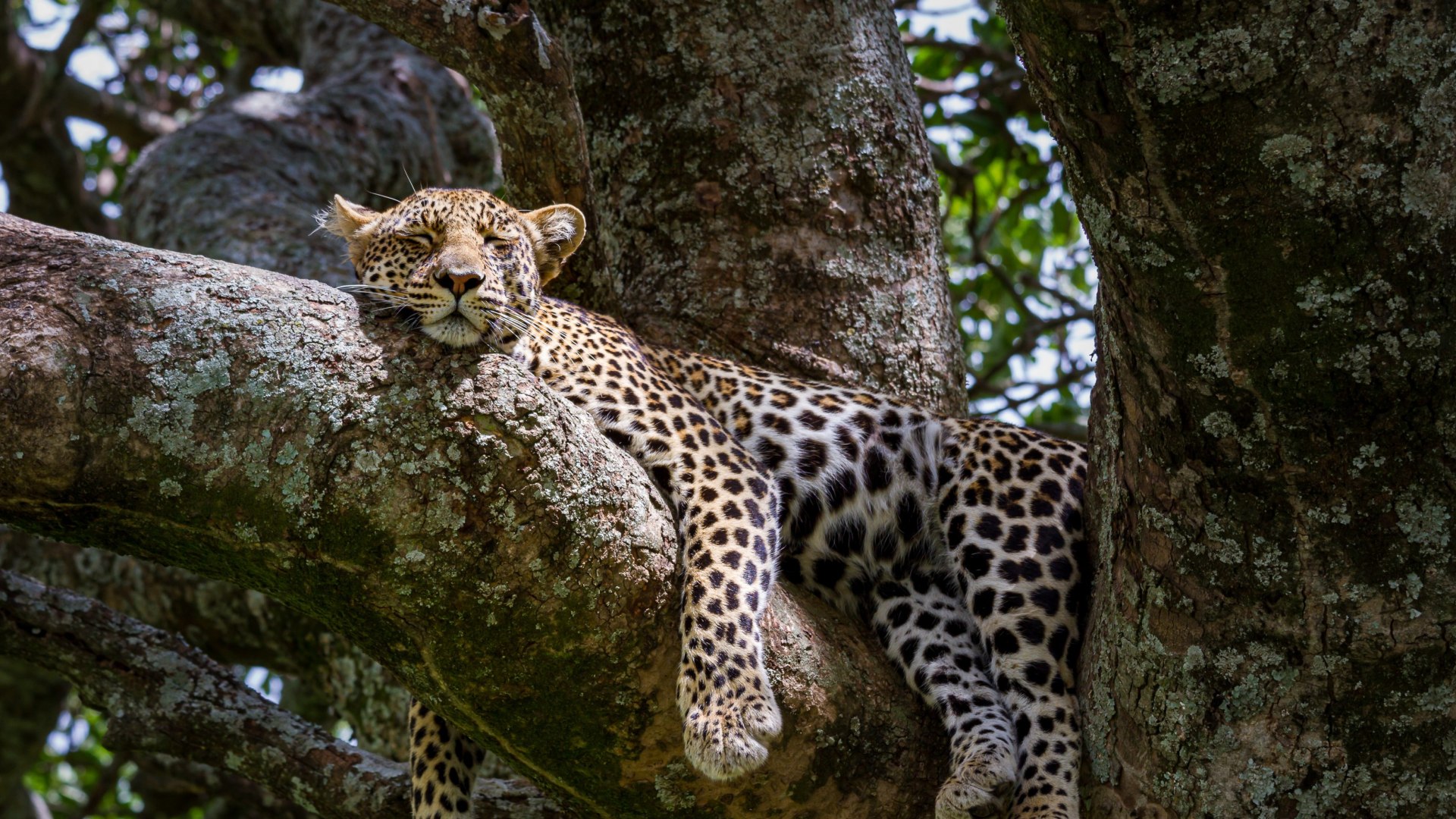 In Kleingruppe durch Tansanias berühmte Safariparks 
