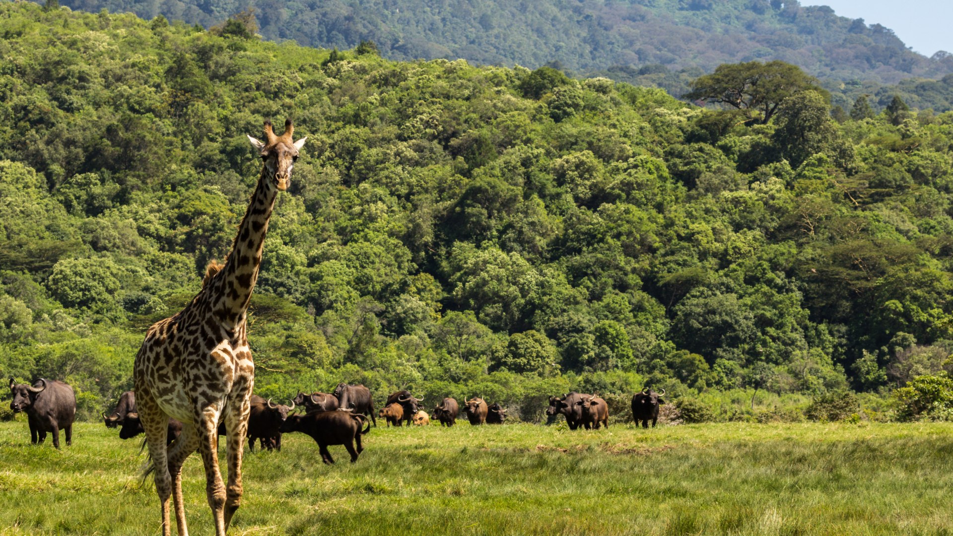 Mount Meru, Kilimanjaro & Safari