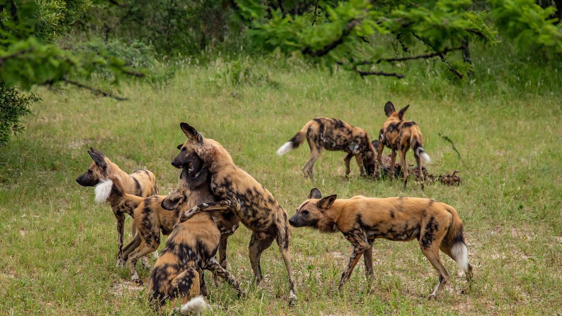 Camping-Safari im wilden Botswana