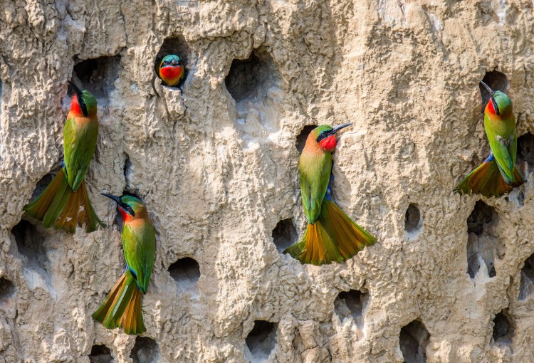 Uganda - 14 Tage in der Kleingruppe zu den Berggorillas 