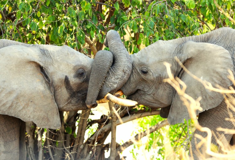 MWR EXKLUSIV  Südtansania - die Legende von Afrika 