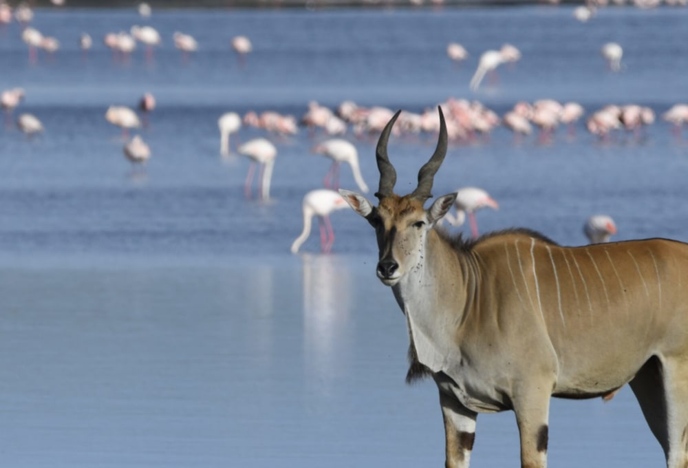 Canopy Migration Camp North