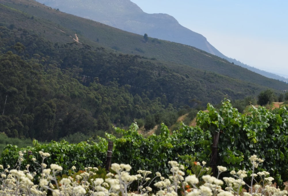 Winelands um Stellenbosch