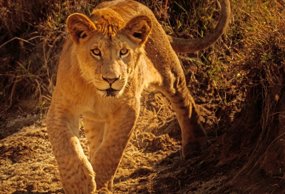 Mara Big Five Camp Safari Löwe