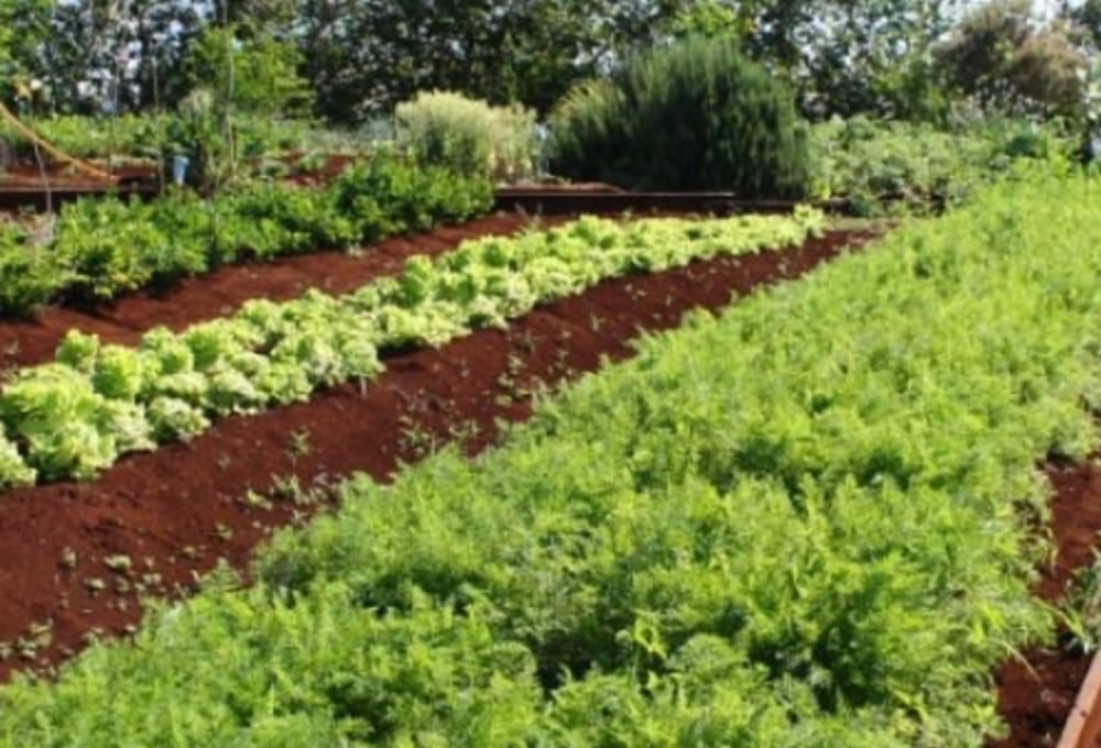 Rhotia Valley Tented Lodge