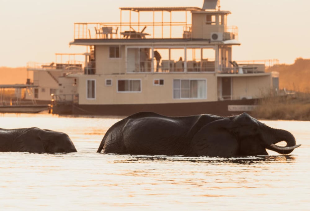 Chobe Princess By Mantis