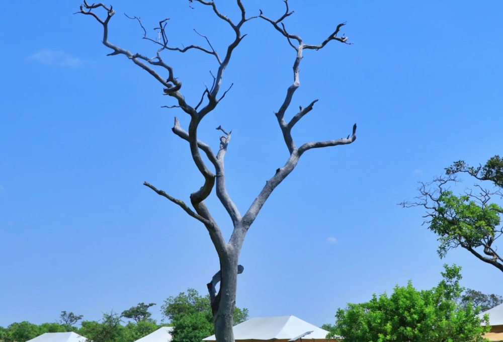 Mara North – Tanzania Bush Camps