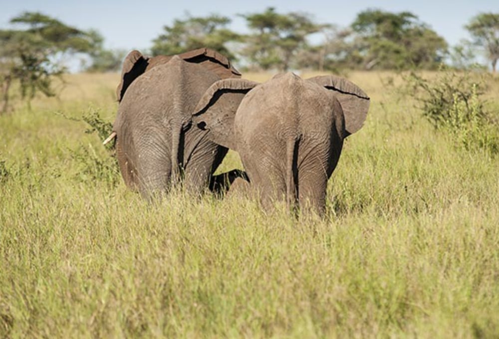 Nyikani Camp – Central Serengeti