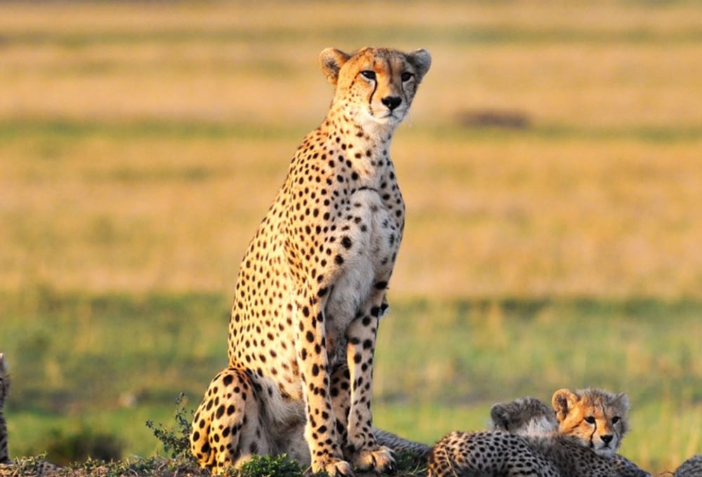 Tiplikwani Camp Greater Masai Mara
