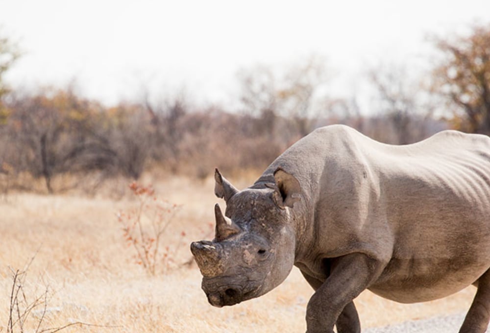 Toshari Lodge  Etosha