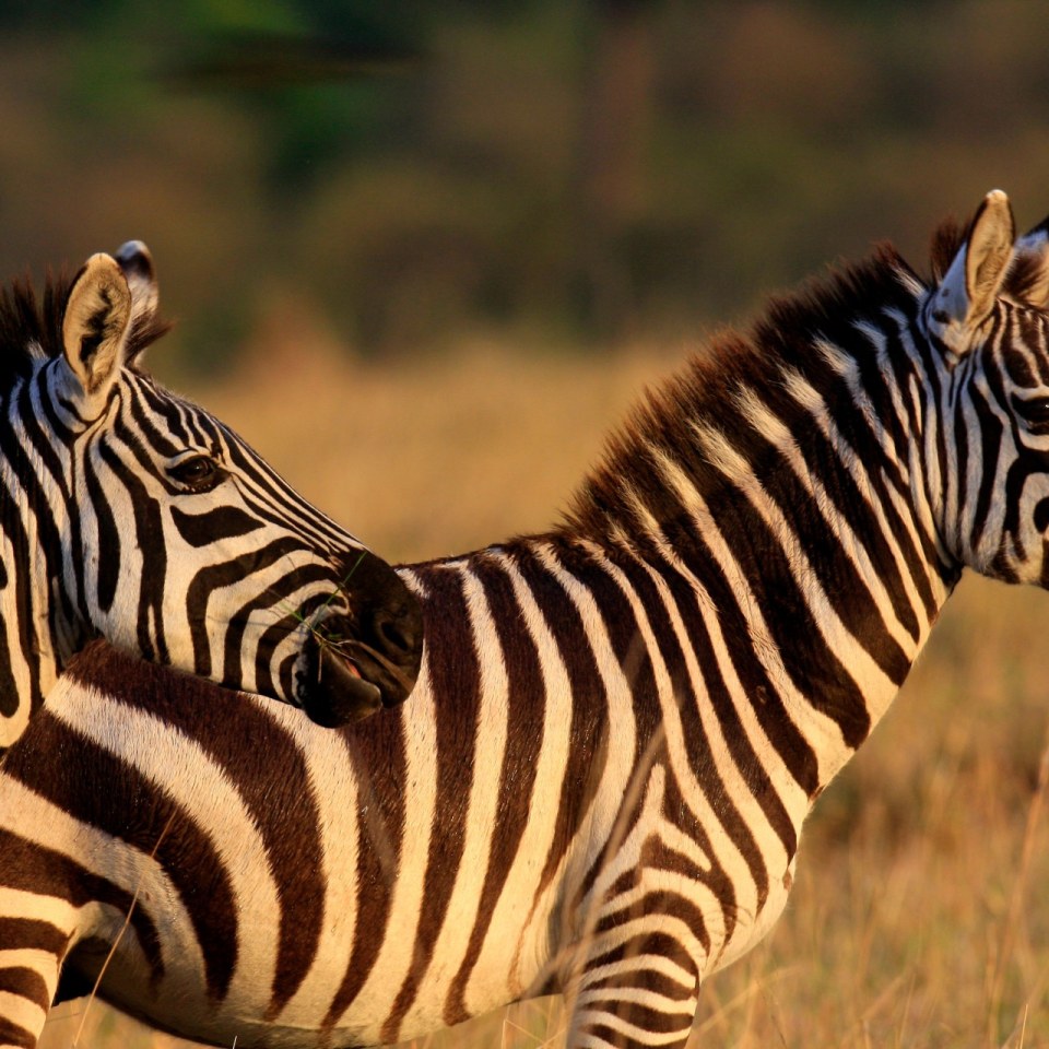 Zebra Kenia Masai Mara