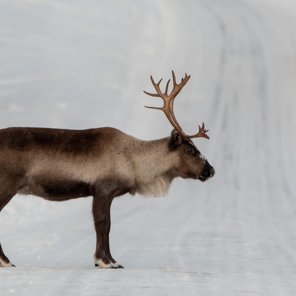 Mit Huskys im roten Schwedenhaus