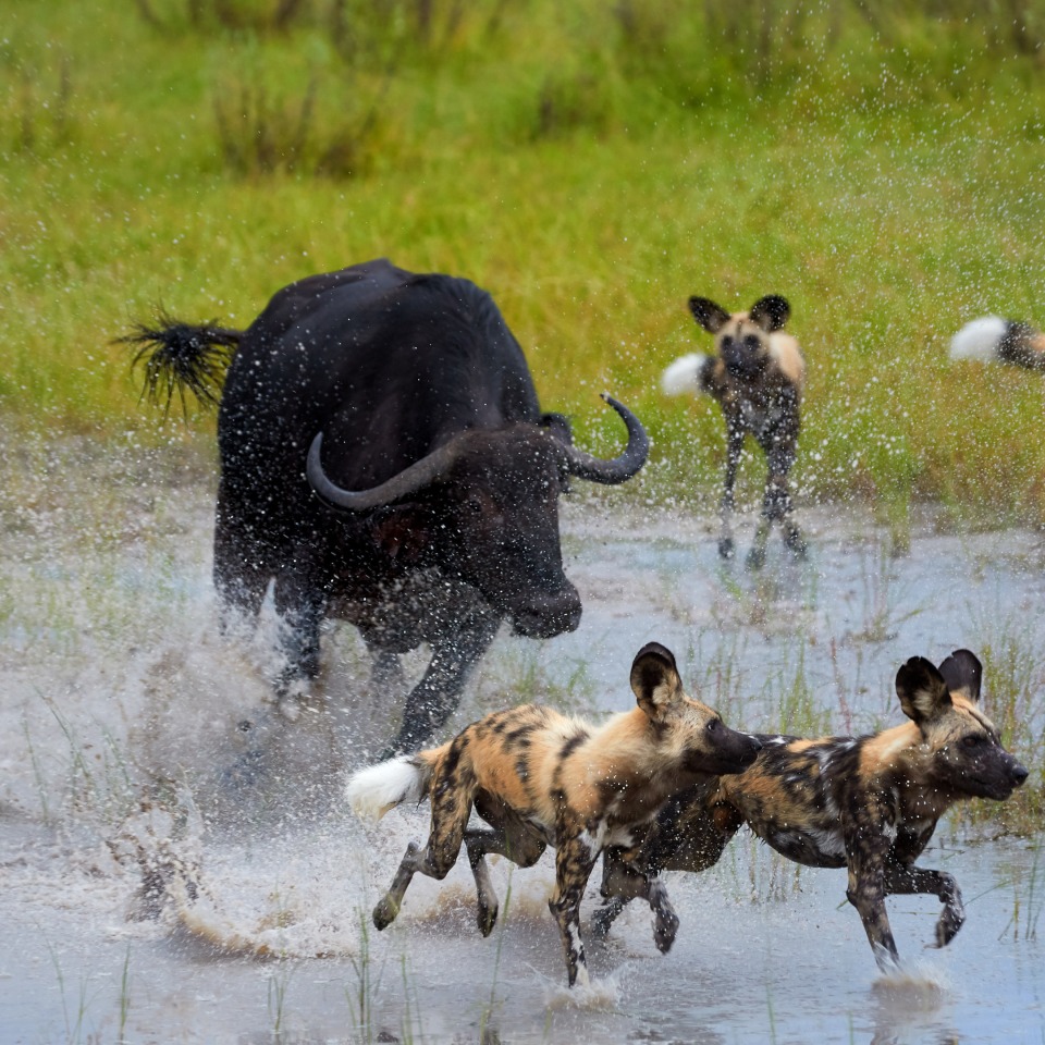 Mobile Safari im Norden Botswanas