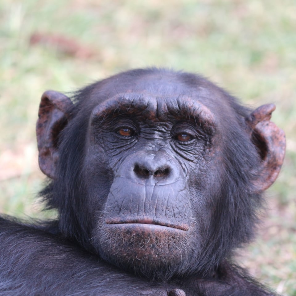 Schimpansen in Kenia