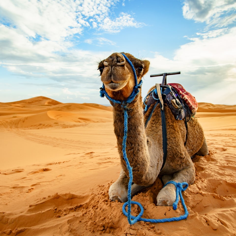 Toubkal, Königstädte & Sahara