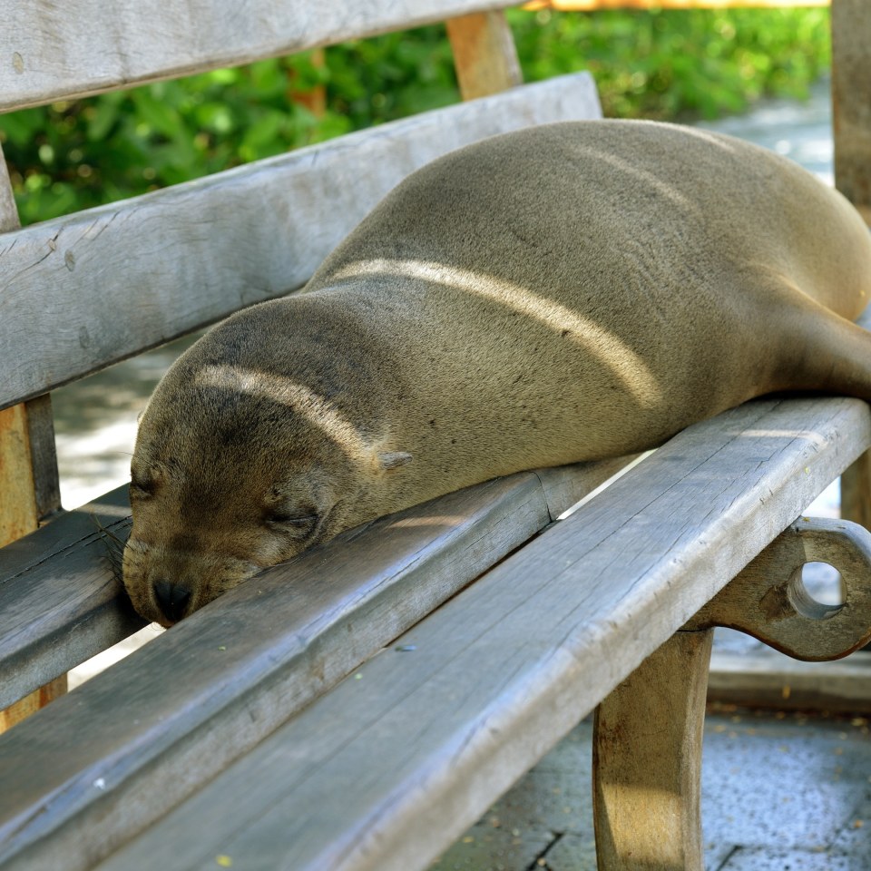 Inselhüpfen auf den Galapagos (lang)