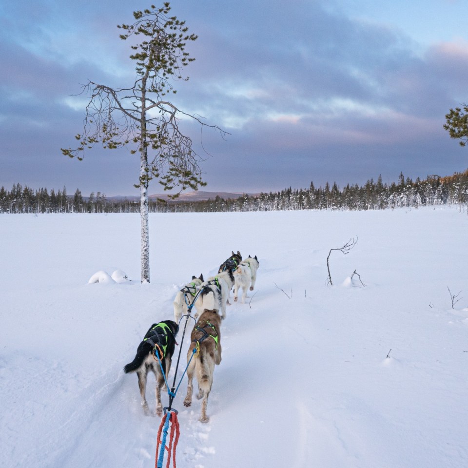 Der Ausblick vom Schlitten 