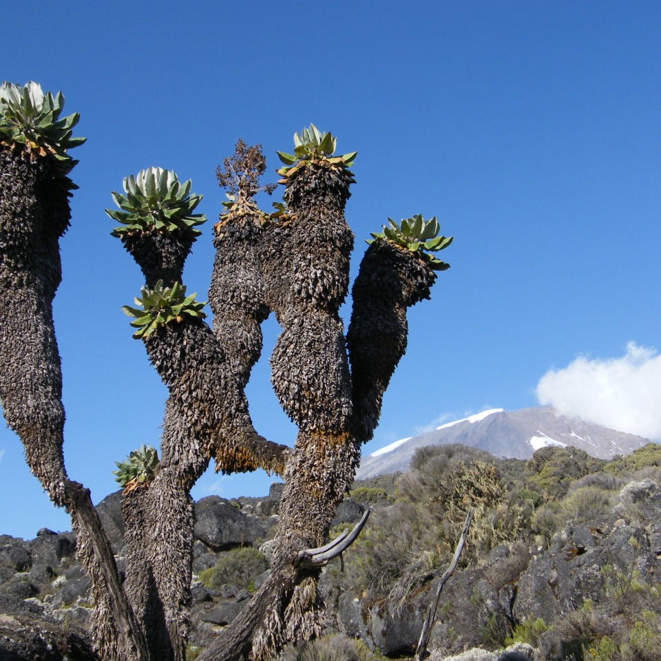 8 Tage auf der Lemosho-Route, Big Five & Flipflops auf Sansibar