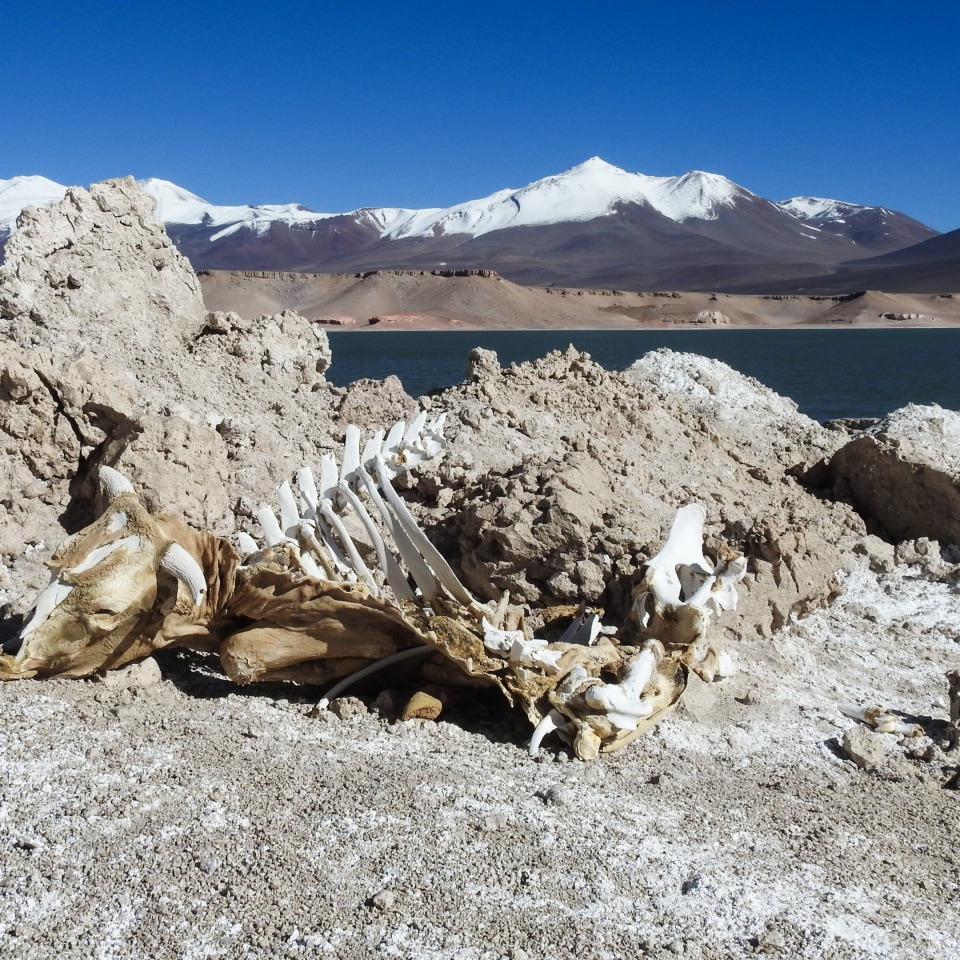 Ojos del Salado (6.893 m) Expedition