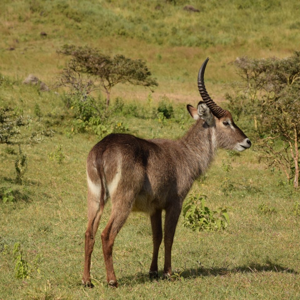 Wasserbock am Lake Manyara