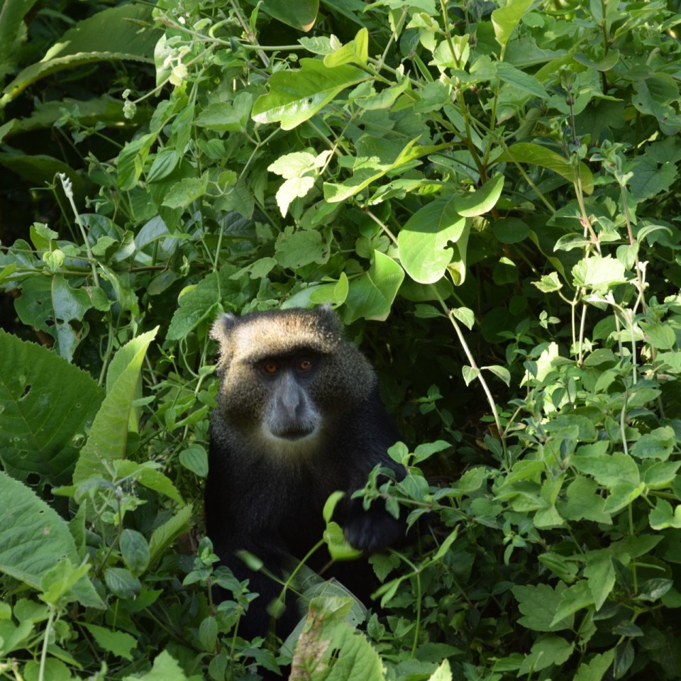Karatuu Forest Tented Camp