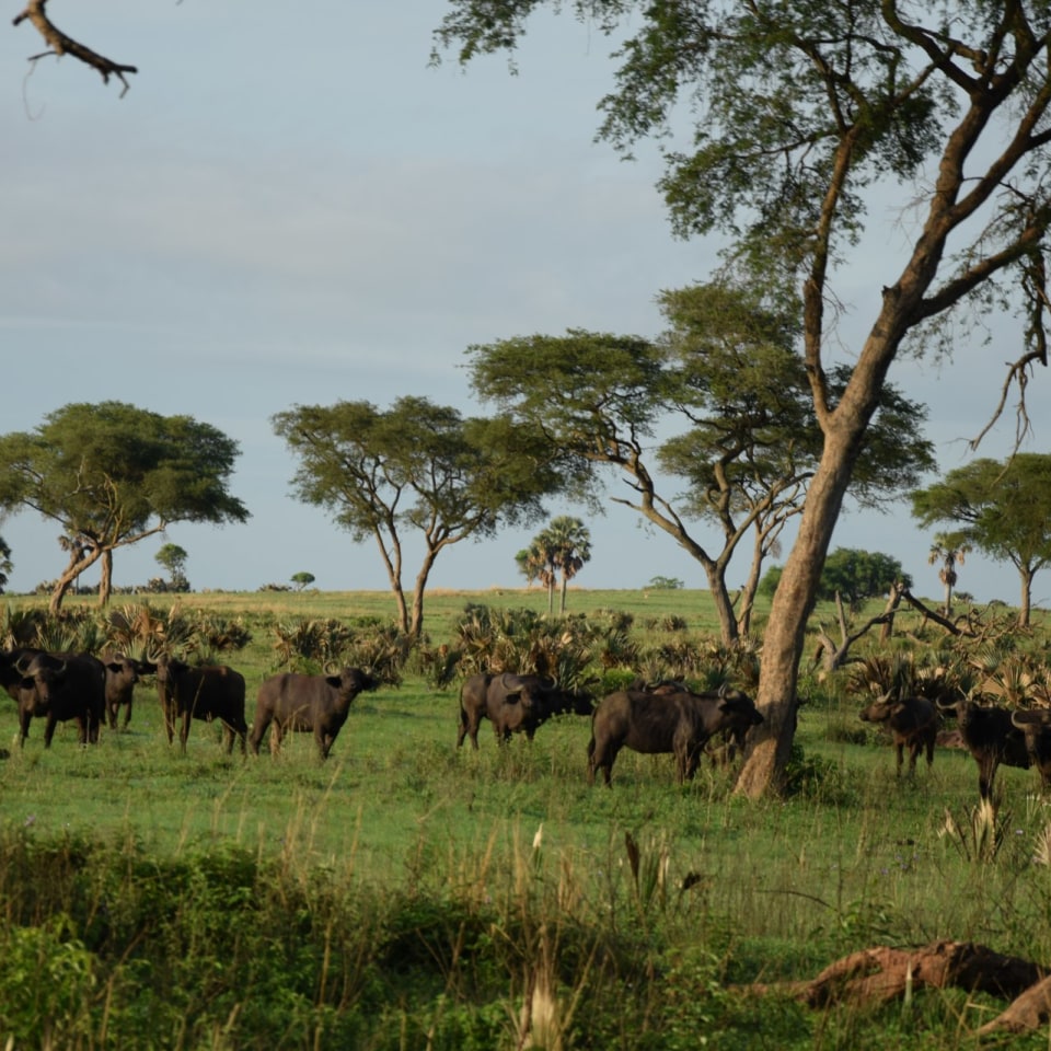 Murchison Nationalpark Uganda